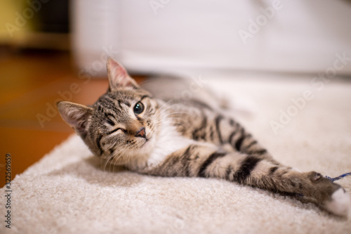 Beautiful and very cute striped pet cat lies and rests on the floor © benevolente