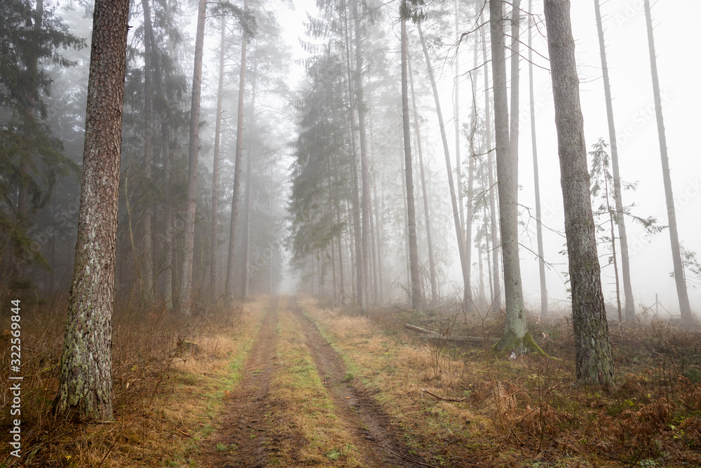 Obraz premium A forest in fog, a mysterious forest