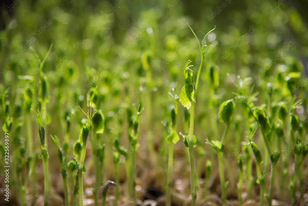 Peas micro green confetti macro home growing photo. Raw food inspiration. Peas micro green confetti macro home growing photo. Raw food inspiration.