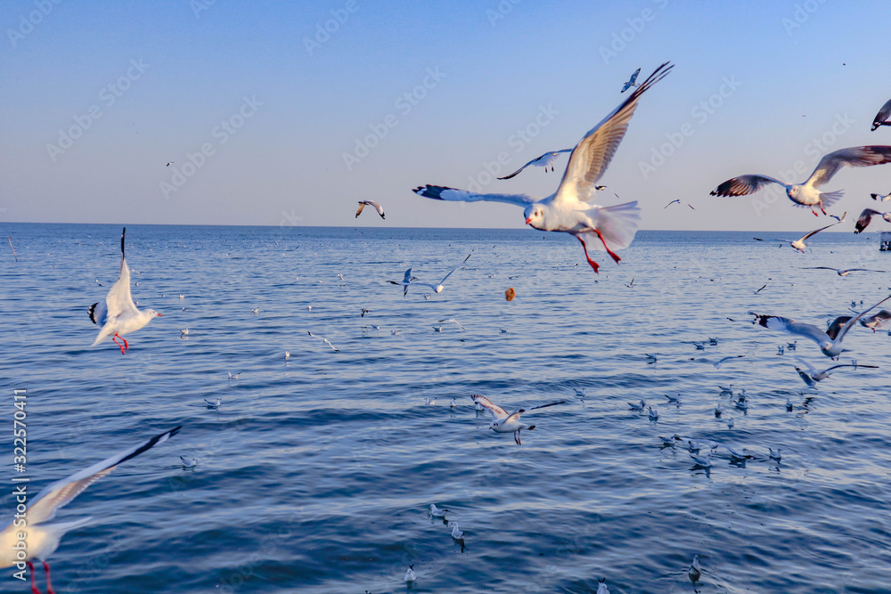 Seagulls bird flying over the sea with beautiful sunset on evening twilight sky landscape background