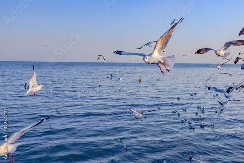 Seagulls bird flying over the sea with beautiful sunset on evening twilight sky landscape background
