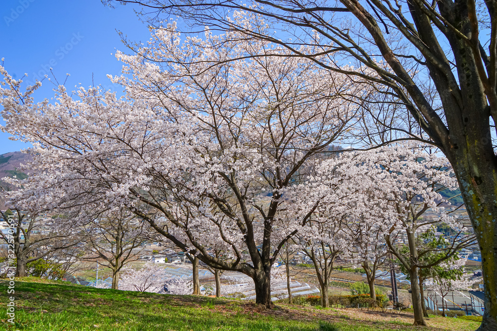 山梨県 勝沼ぶどう郷の甚六桜