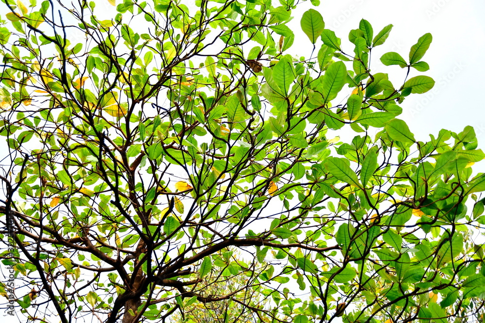 Terminalia catappa Common names Country-almond, Indian-almond, Malabar-almond and tropical-almond. With fresh green leaves viewed from under the tree in the garden, green leaves on a blue background