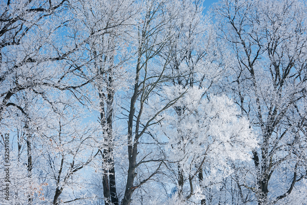 Winter landscape of frosted trees in a rural setting, Michigan, USA Winter landscape of frosted trees in a rural setting, Michigan, USA