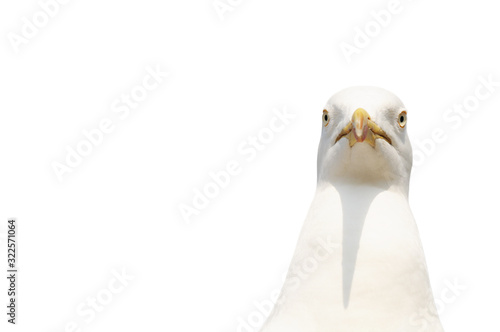 seagull isolated on white. The gull looks at frontally