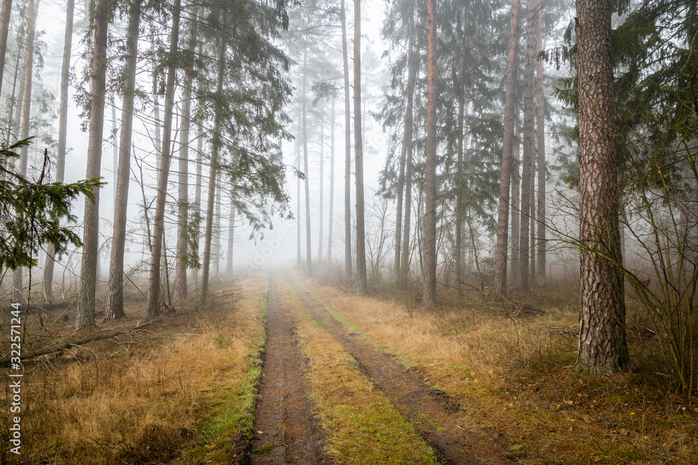 A forest in fog, a mysterious forest A forest in fog, a mysterious forest