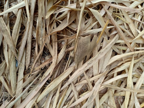 closeup of straw