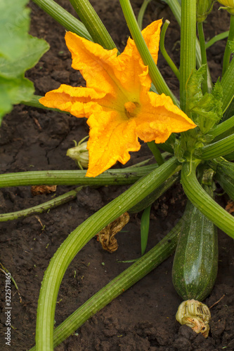 Zucchini plant and flower. Young vegetable marrow growing on bush.