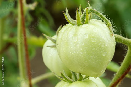 Unripe green tomatoes growing on bush in the garden.