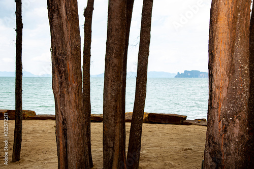 tree on beach © Chana