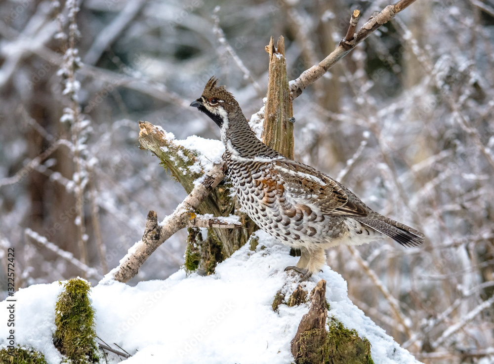 Grouse Grouse