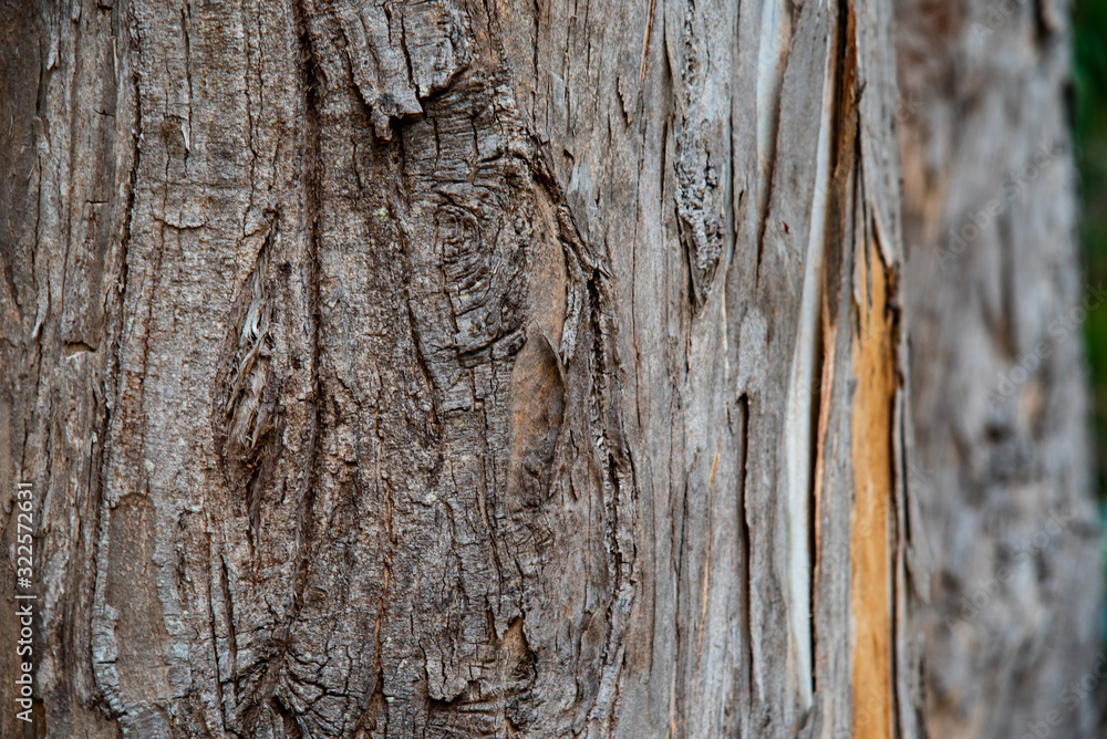 Obraz premium bark of a tree