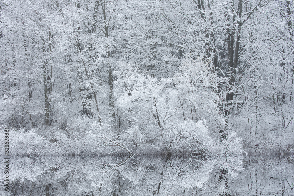 Obraz premium Winter landscape of the snow flocked shoreline of Warner Lake with mirrored reflections in calm water, Michigan, USA