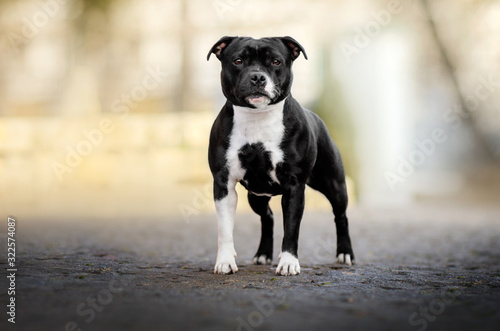 staffordshire bull terrier dog lovely portrait walk in the park magic light cute dog photo