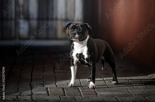 staffordshire bull terrier dog lovely portrait walk in the city magic light cute dog