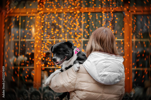 staffordshire bull terrier dog lovely portrait walk in the city magic light cute dog