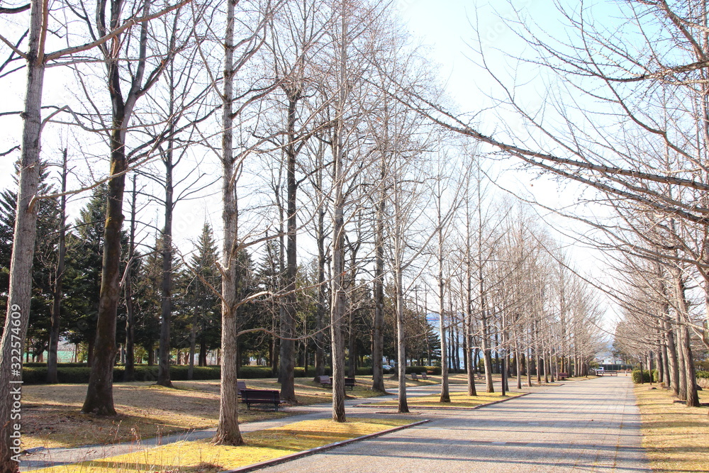 冬の銀杏並木と青空の背景