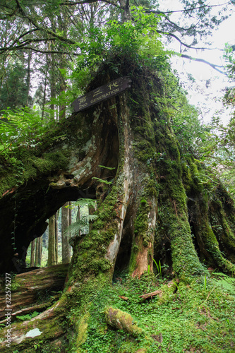 The big tree in Alishan national park at taiwan