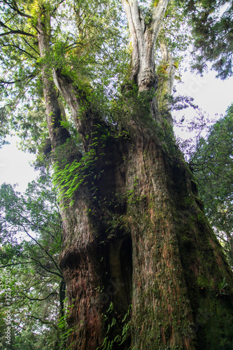The big tree in Alishan national park at taiwan photo