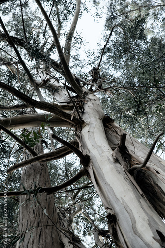 Wallpaper Mural tree in forest poster Torontodigital.ca