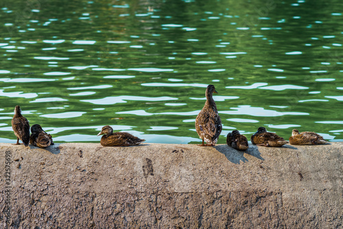 ducks on the lake