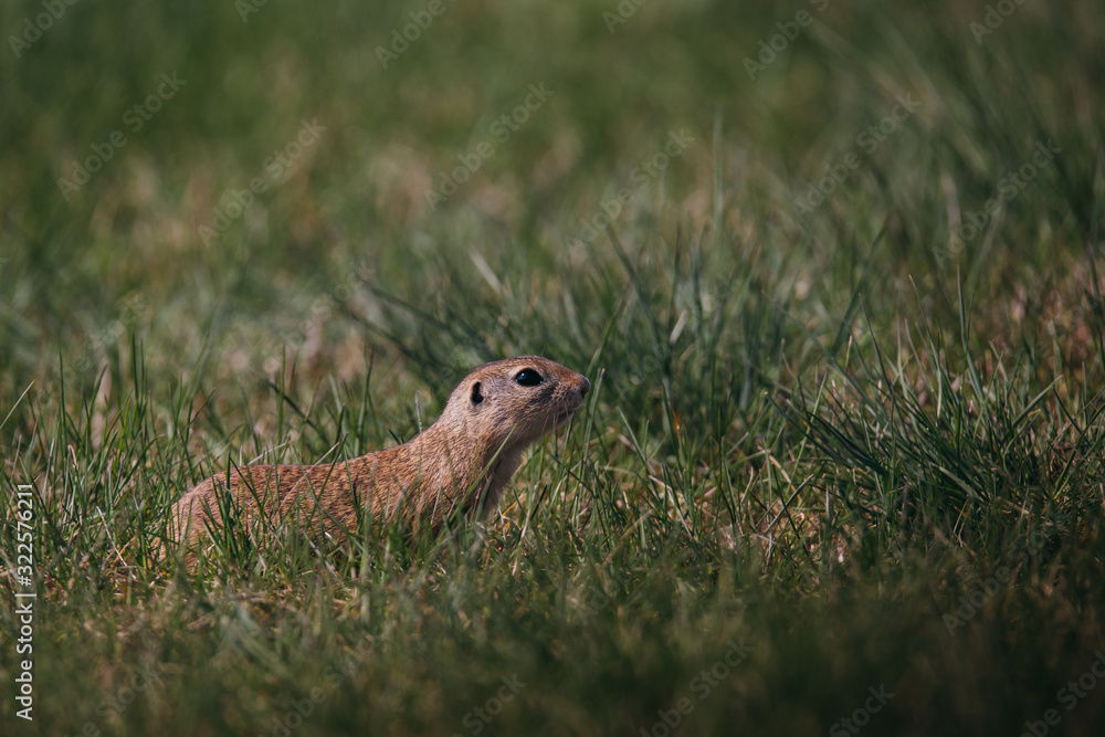 Ground squirrel in summer hiding in the garden. Ground squirrel in summer hiding in the garden.