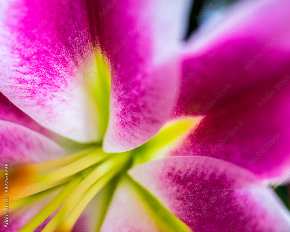 Lilies Abstract
