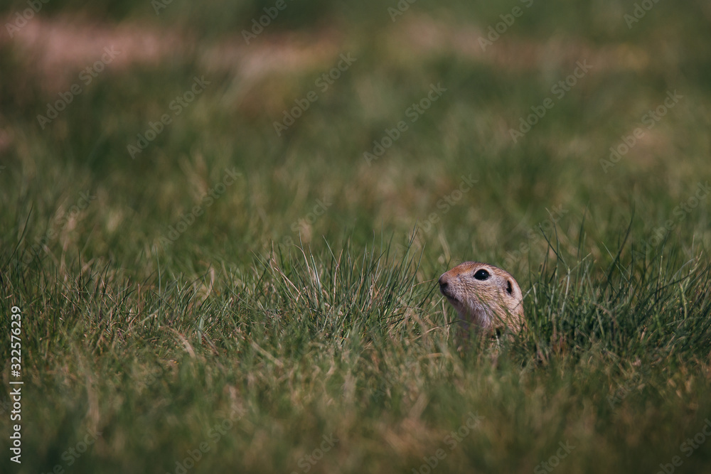 Ground squirrel in summer hiding in the garden. Ground squirrel in summer hiding in the garden.