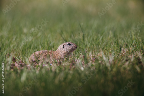 Ground squirrel in summer hiding in the garden. 