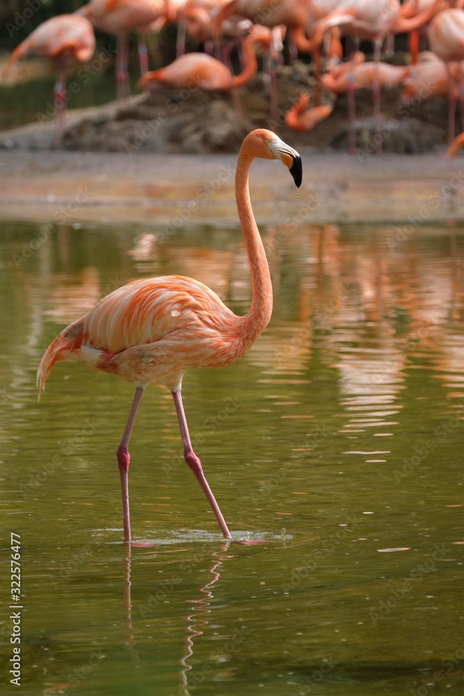 American flamingo Phoenicopterus ruber bird American flamingo Phoenicopterus ruber bird