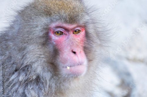 A Japanese snow monkey or Macaque with hot spring On-sen in Jigokudani Monkey Park, Shimotakai District, Nagano , Japan. Wildlife animal. photo