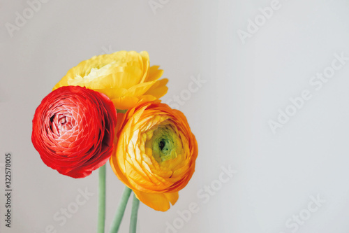 Foto Beautiful fresh colorful ranunculus flowers in full bloom on white background