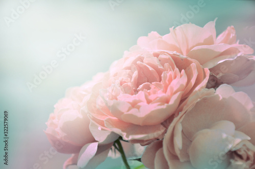 Pastel pale rose in sunlight background for greeting cards and covers