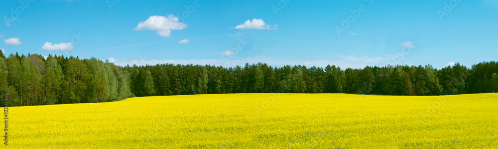 Landscape with yellow rapeseed field near forest