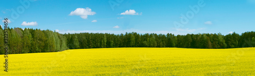 Landscape with yellow rapeseed field near forest