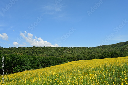 Mexican sunflower landscape (Field of marigolds or Tithonia diversifolia) yellow blooms all over the mountains. Under the blue sky and white clouds at Thung Bua Tong Forest Park It is a popular touris