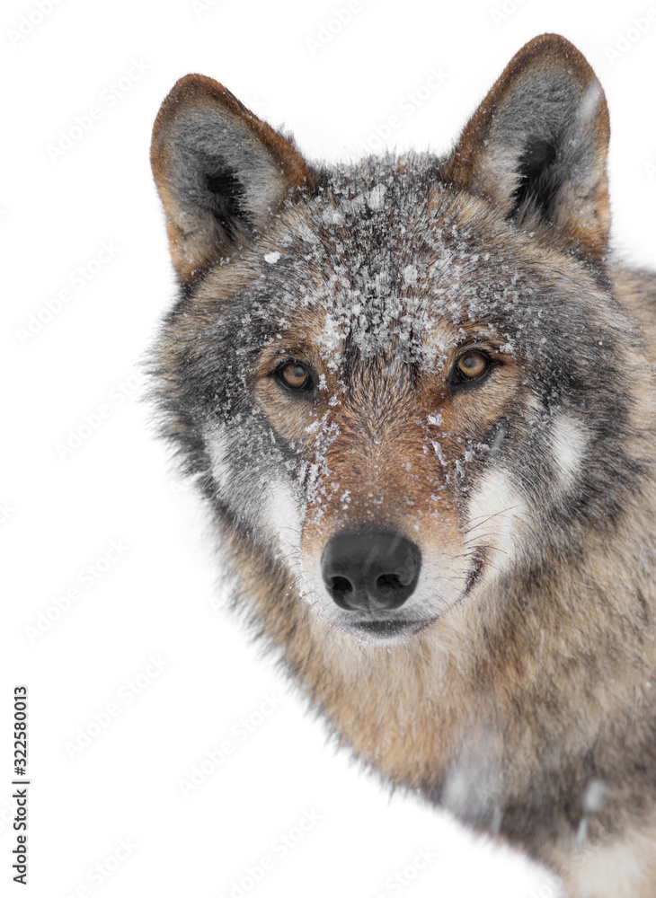 Fototapeta premium Winter wolf portrait isolated on a white
