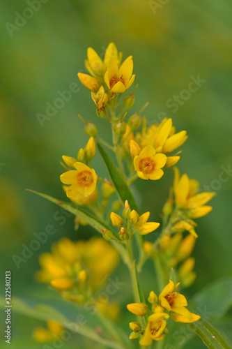 Blüte des Gewöhnlichen Gilbweiderich (Lysimachia vulgaris) © Karin Jähne
