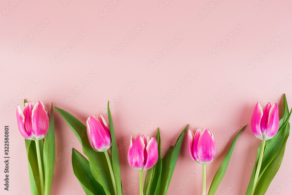 Fototapeta premium Pink tulip flower on blue wood table background with copy space for text. Love, International Women day, Mother day and Happy Valentine day concept