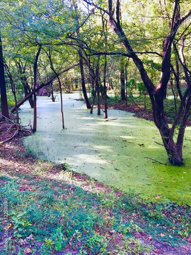 swampy bayou 