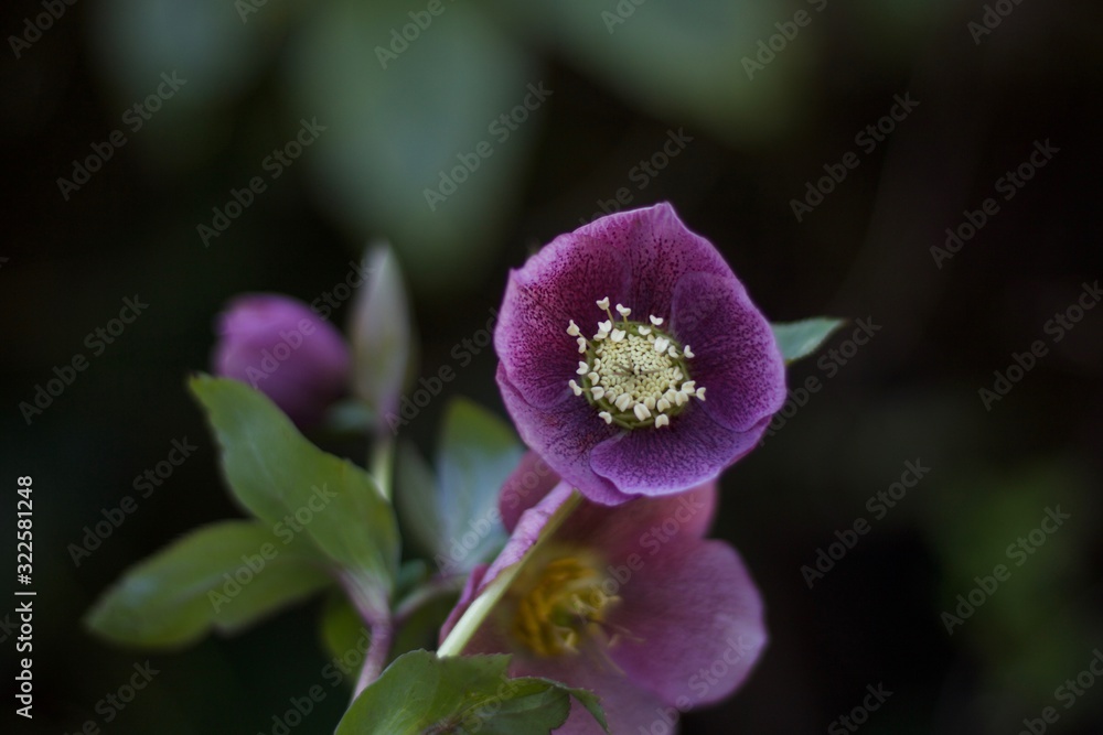 Fototapeta premium Beautiful purple hellebore flower against soft green background