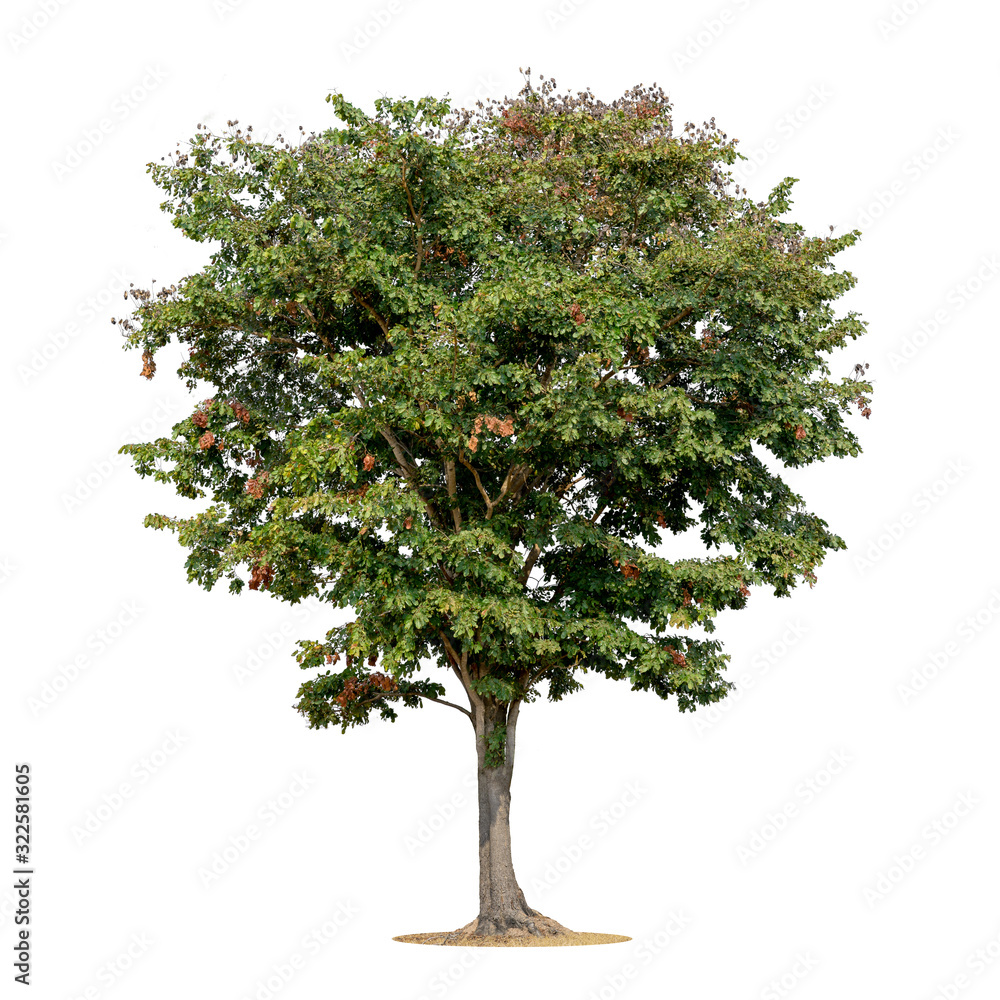 Big rain forest tree in high resolution on white background with clipping path.