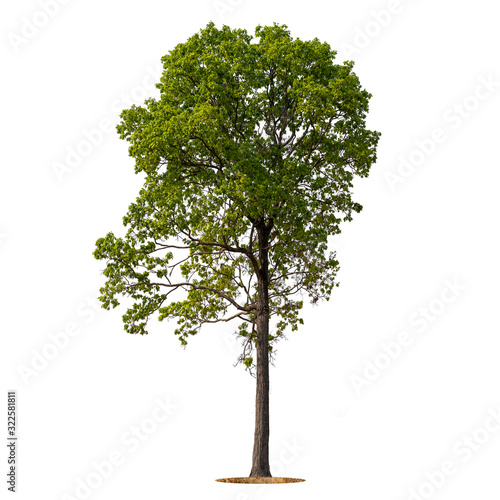 Big rain forest tree in high resolution on white background with clipping path.