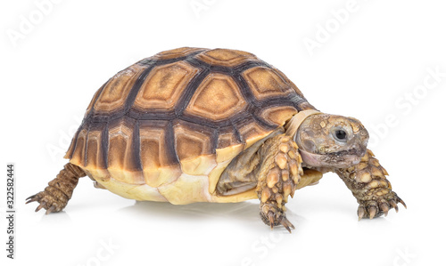 turtle isolated on white background © evegenesis