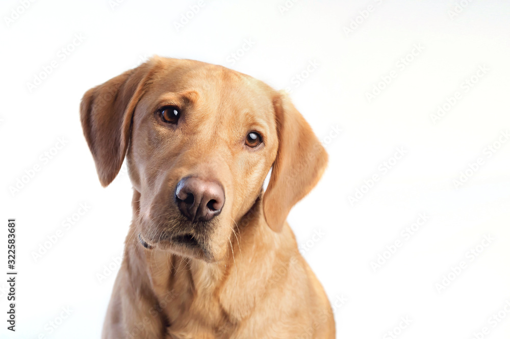 Yelllow lab on white background Yelllow lab on white background