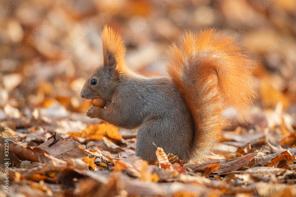 Red squirrel - (Sciurus vulgaris) Red squirrel - (Sciurus vulgaris)