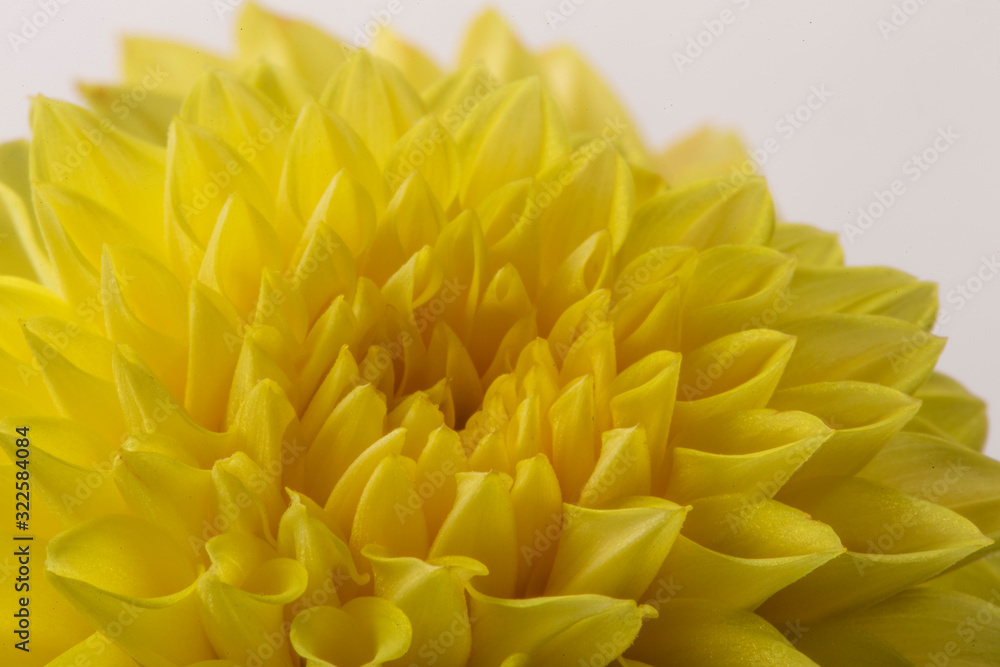 macro of yellow dahlia center macro of yellow dahlia center