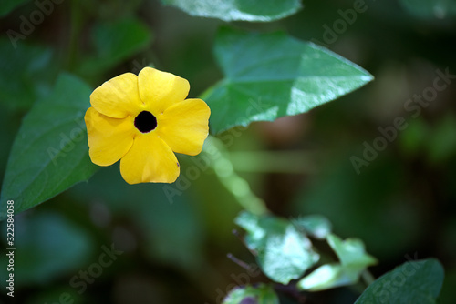 Closeup of yellow flower of black eyed Susan vine photo