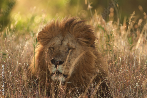 Male lion portrait during sunset in the wilderness of Africa