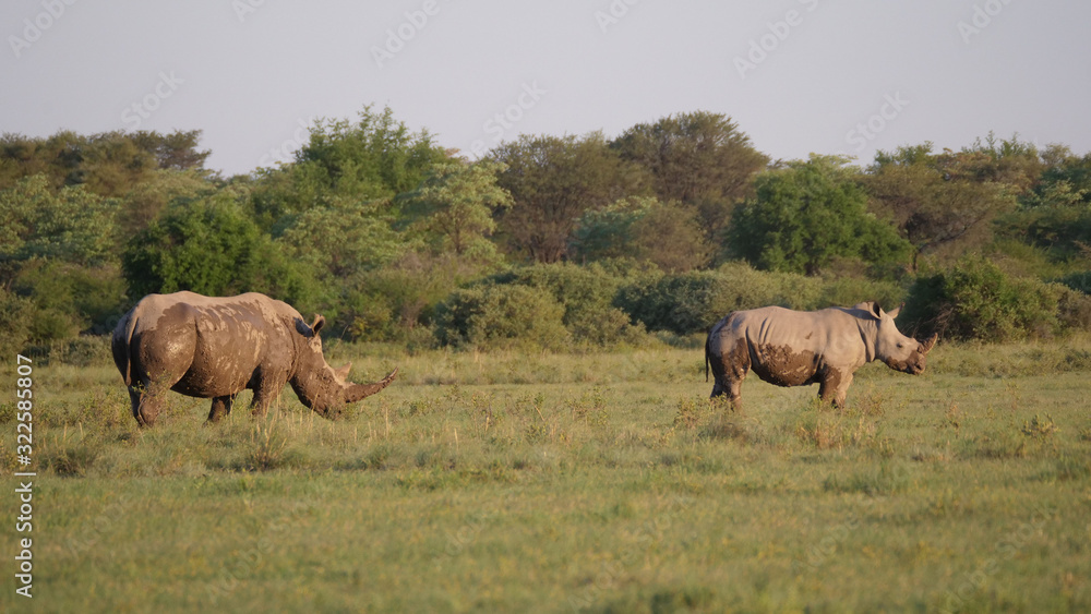 Muddy rhino mother and young on the savanna Muddy rhino mother and young on the savanna